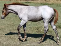 Yegua, Quarter Horse — foto 6