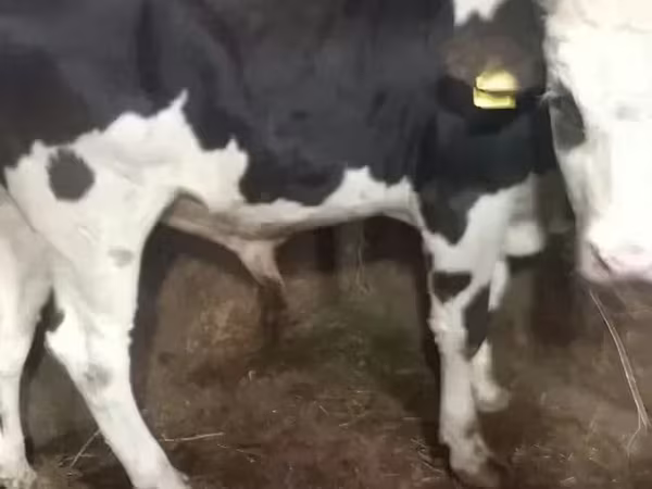 Ցուլ, Russian Black pied cattle