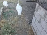 Turkeys — photo 2