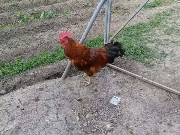 Chickens — Հայաստան