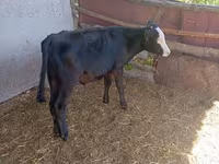 بقرة, Russian Black pied cattle — الصورة 3