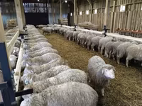 Ոչխար, Kuibyshev sheep — լուսանկար 2