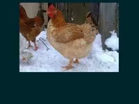 Chickens — 2-сурет