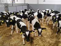 Կով, Russian Black pied cattle — լուսանկար 8