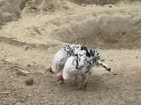 Роял Пальм — 5-сурет
