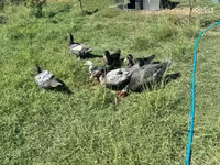 Ducks — Foto 6