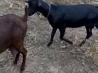Теке, Murcia-Granada goats — 3-сурет