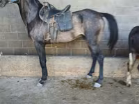 公马, Arabian horse — 照片 1