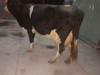 गाय, गोलस्टीन नस्ल — फ़ोटो 4