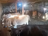 Cow, Cattle — photo 2