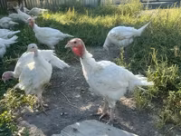 Turkeys — լուսանկար 1