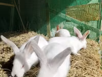 Chickens — լուսանկար 1
