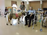 母马, Miniature horse — 照片 2