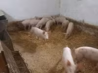 Խոզեր (խումբ, սեռը նշված չէ), Крупная белая — լուսանկար 2