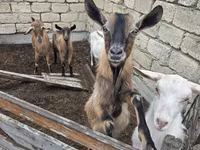 Էգ այծ, Saanen goat — լուսանկար 7