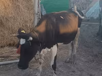 Cow, Wild yak — photo 2