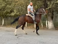 Ձի, Anglo-Arabian — լուսանկար 1
