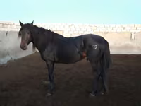 Hengst, Kushum Horse — Foto 2