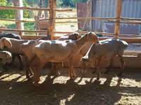 كبش, الأغنام — الصورة 5