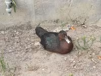 Ducks — 1-сурет