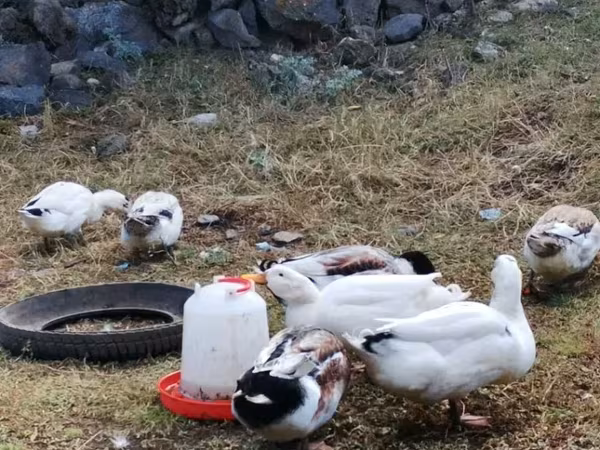 Ducks