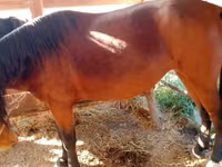 母马, French Trotter — 照片 3