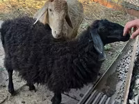 Խոյ, Hissar sheep — լուսանկար 6
