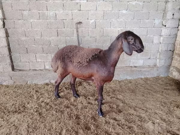 Sheep (batch, sex not specified), Blackheaded Persian sheep