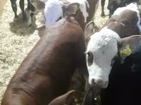 牛只（批次，未指定性别）, Simmental cattle — 照片 4