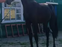 Айғыр, Russian Trotter — 1-сурет
