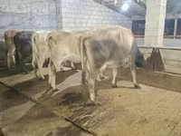Cow, Alatau breed — photo 3