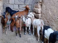 Ешкі, Alpine goat — 2-сурет