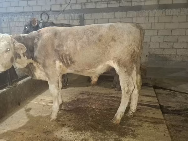 Bull, Simmental cattle