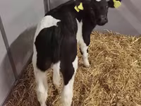 Կով, Russian Black pied cattle — լուսանկար 6