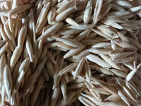 Orz. Ovas — фото 2