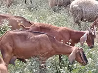 Cabra, Nubian Goat — foto 3