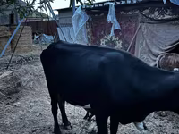 Cow, Latvian Blue cattle — photo 6
