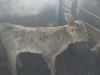 Bull, Cattle — photo 2