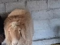 Ram, Rhon sheep — photo 3