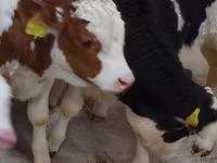 Ցուլ, Simmental cattle — լուսանկար 3