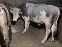 Toro, Ganado vacuno — foto 1
