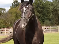 Ձի, Percheron — լուսանկար 3