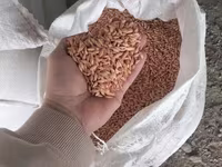 Арпа урыктык сорт бәйшешек дарленген — լուսանկար 4