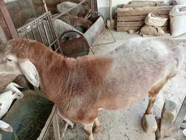 मेढ़ा, Arashan sheep