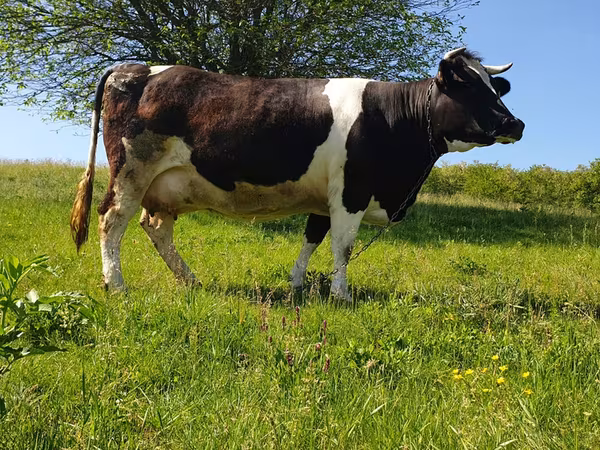 Toro, Raza Holstein
