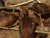 Malay Game — foto 3