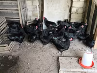 Մալինես — լուսանկար 2