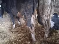 Bull, Russian Black pied cattle — photo 3