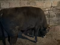 Bull, Cattle — photo 1