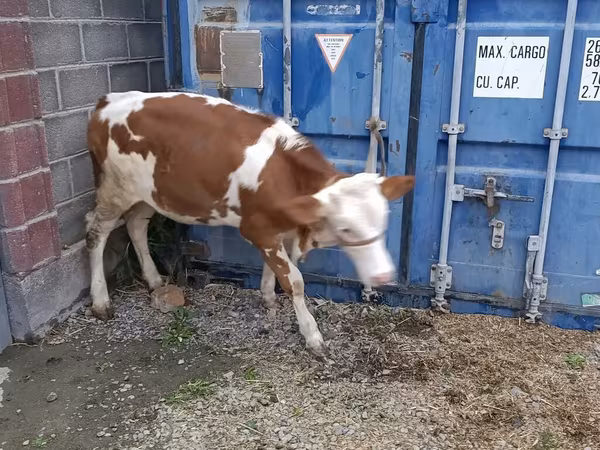 Ցուլ, Simmental cattle